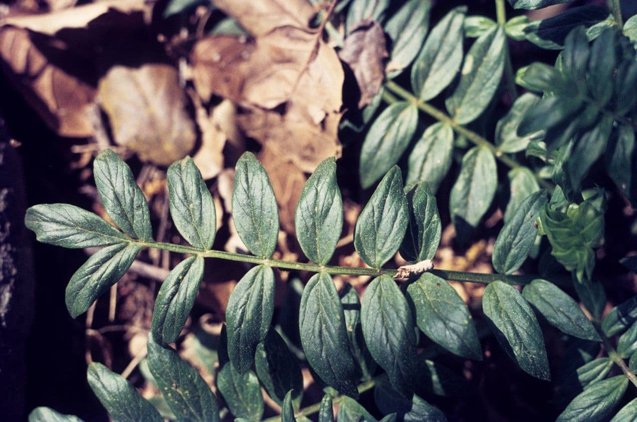 Polemonium 13