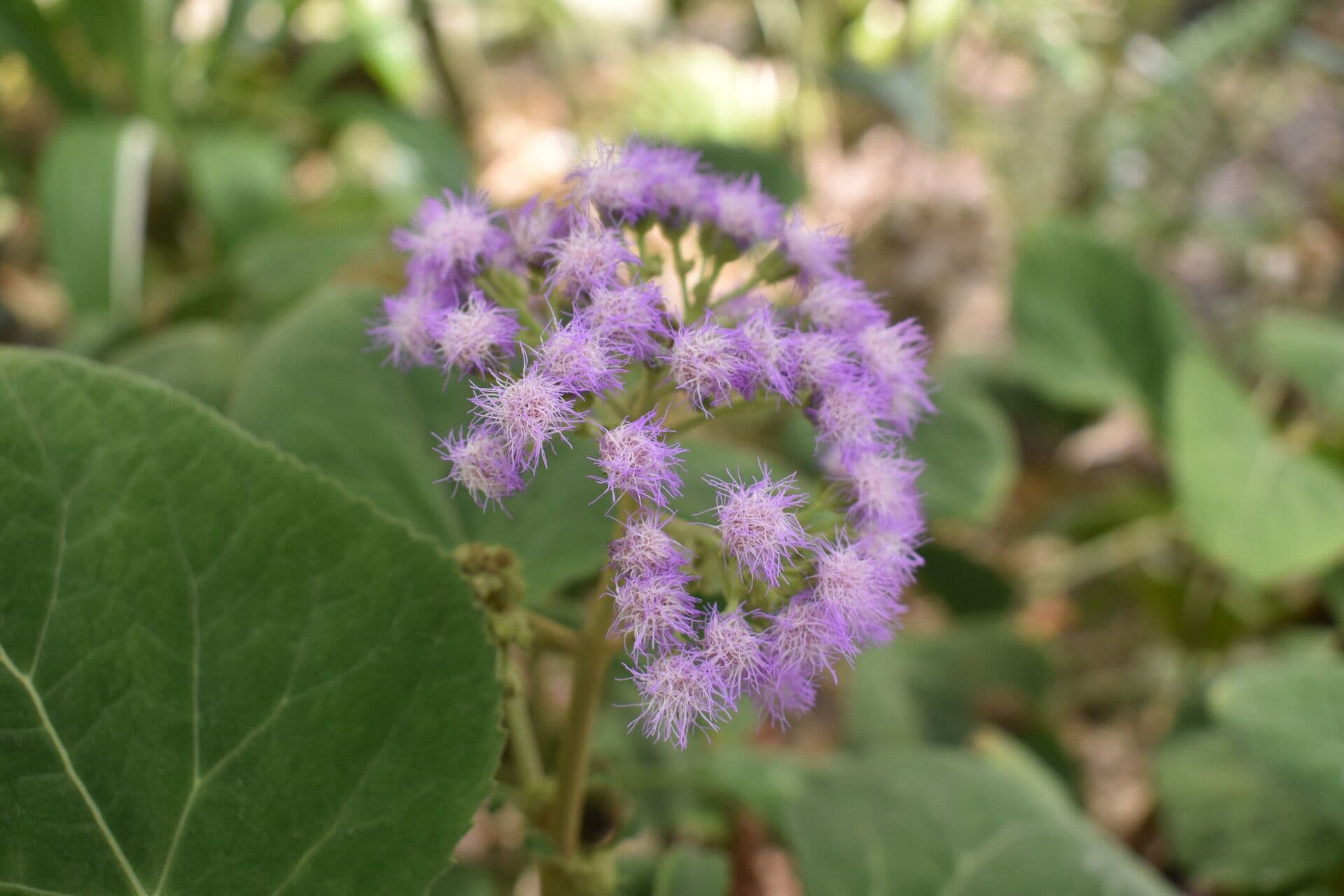 Bartlettina sordida 8