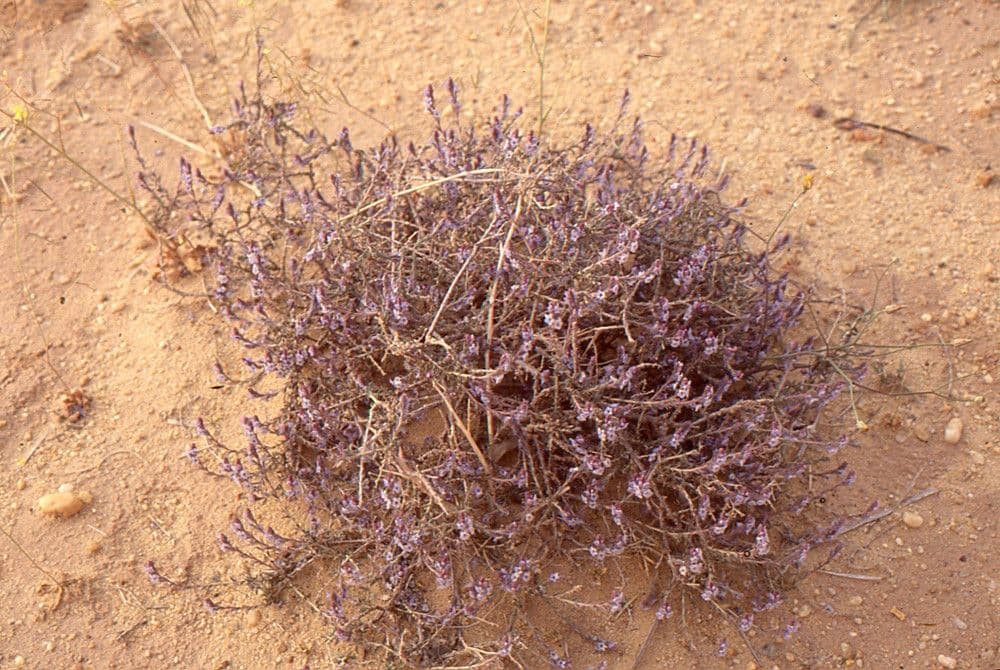 Echiochilon 9