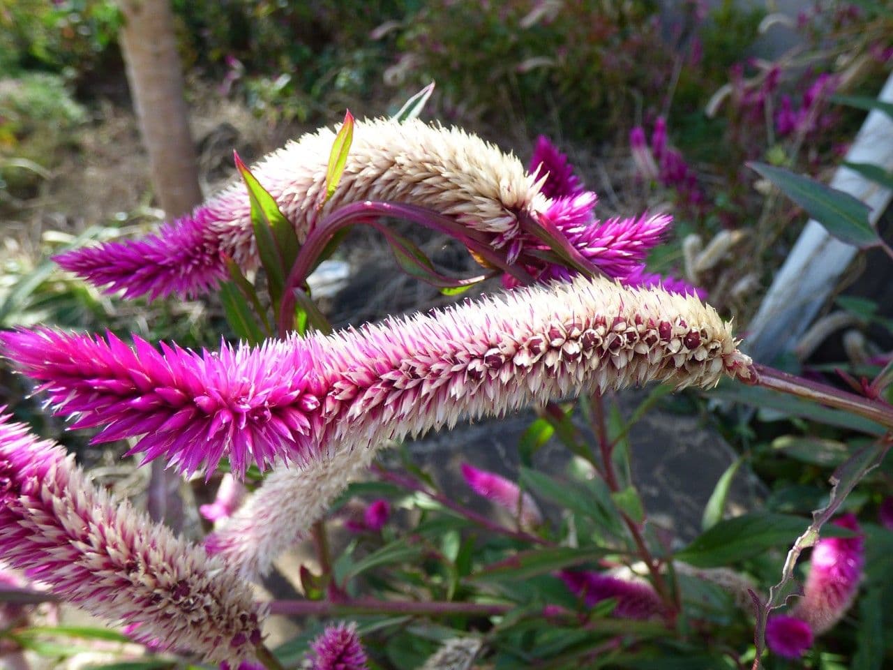 Celosia argentea 3