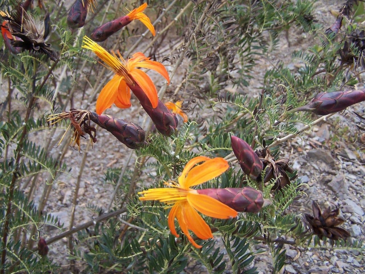 Mutisia 6