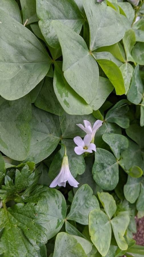 Acetosa dichondrifolia 2