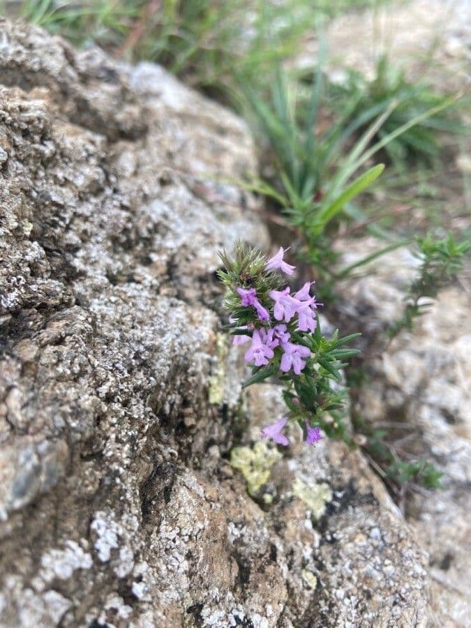 Micromeria greca 3