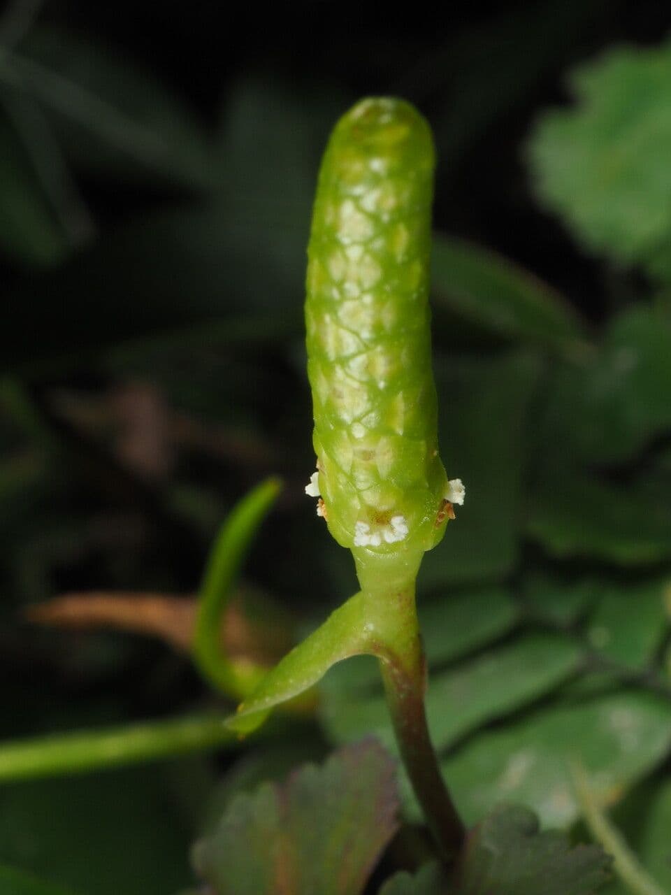 Antúria 9