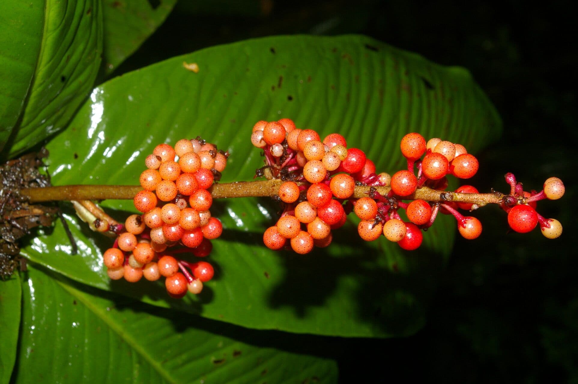 Ardisia 10