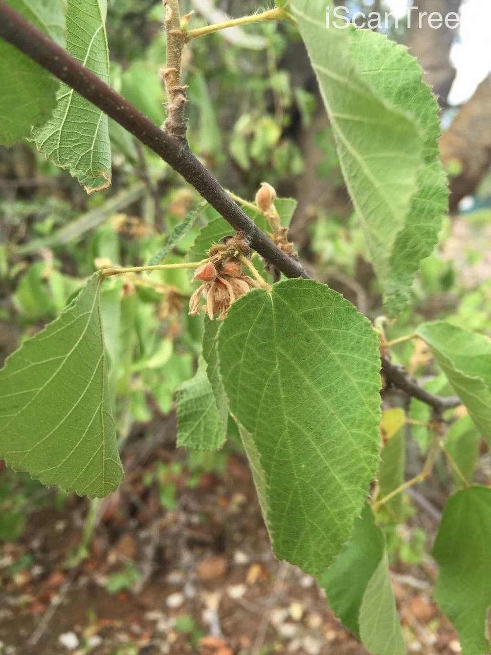 Grewia 21