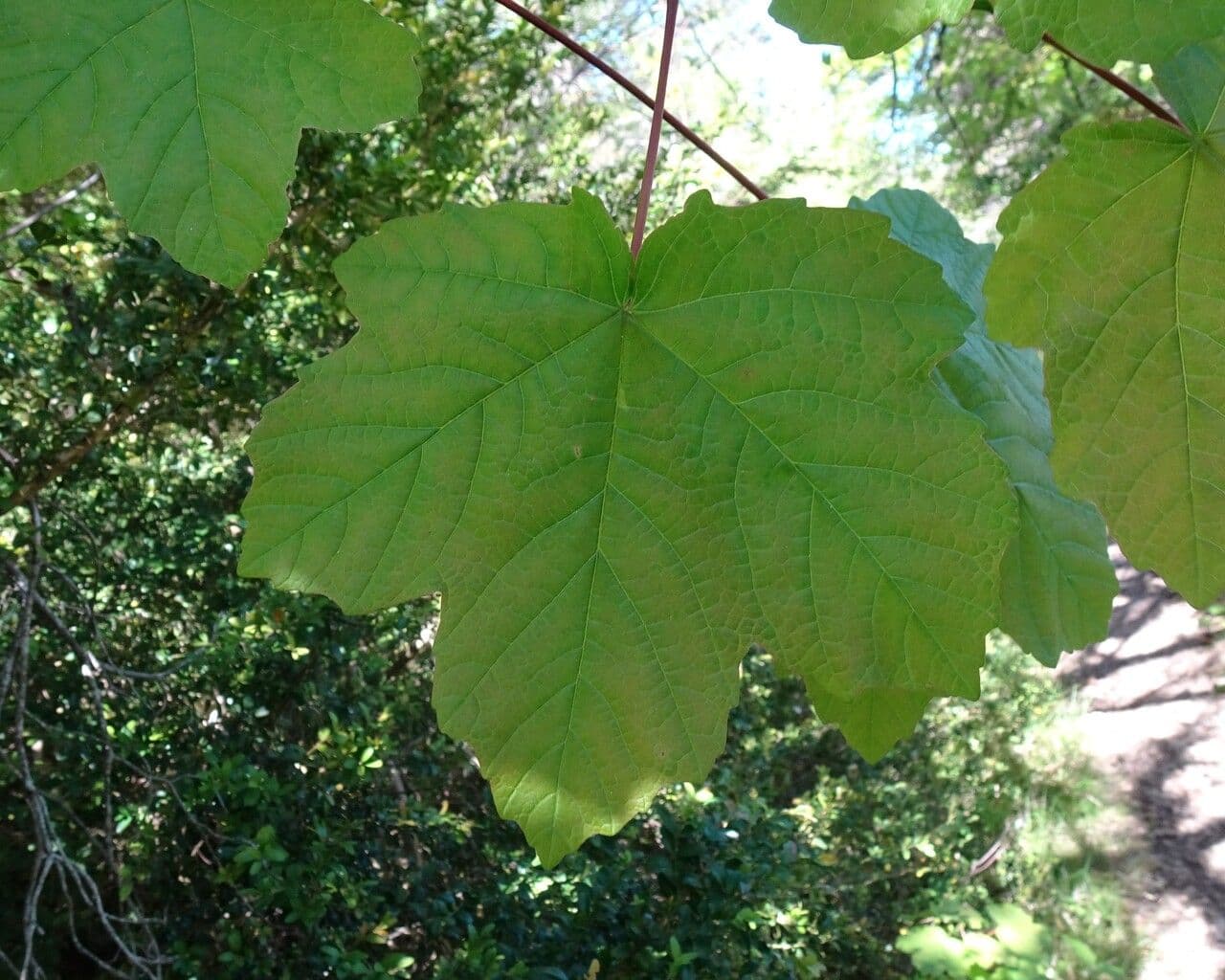 Acirón 16