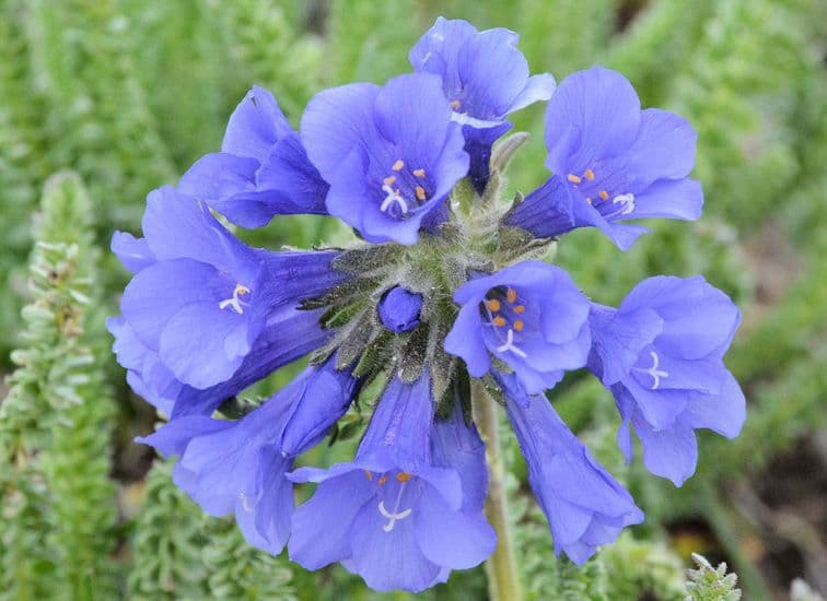 Polemonium viscosum