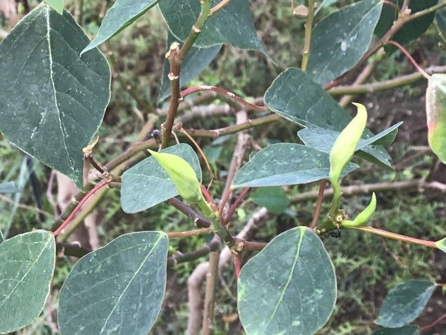 Homalanthus populifolius 23