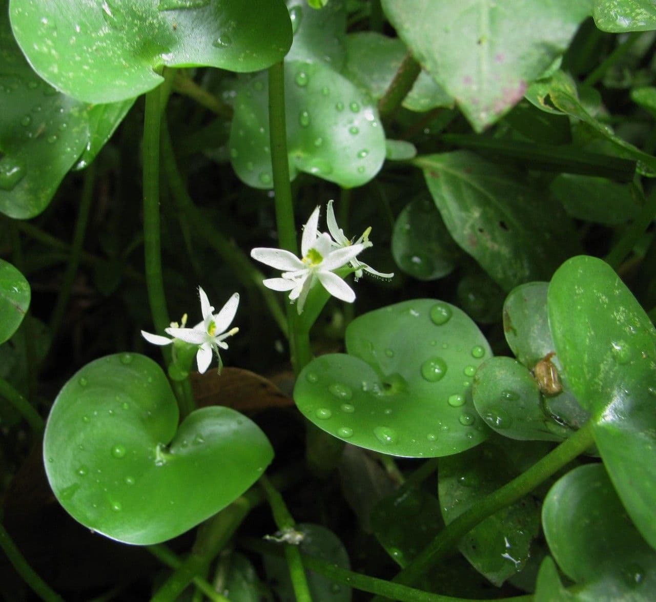 Heteranthera 18