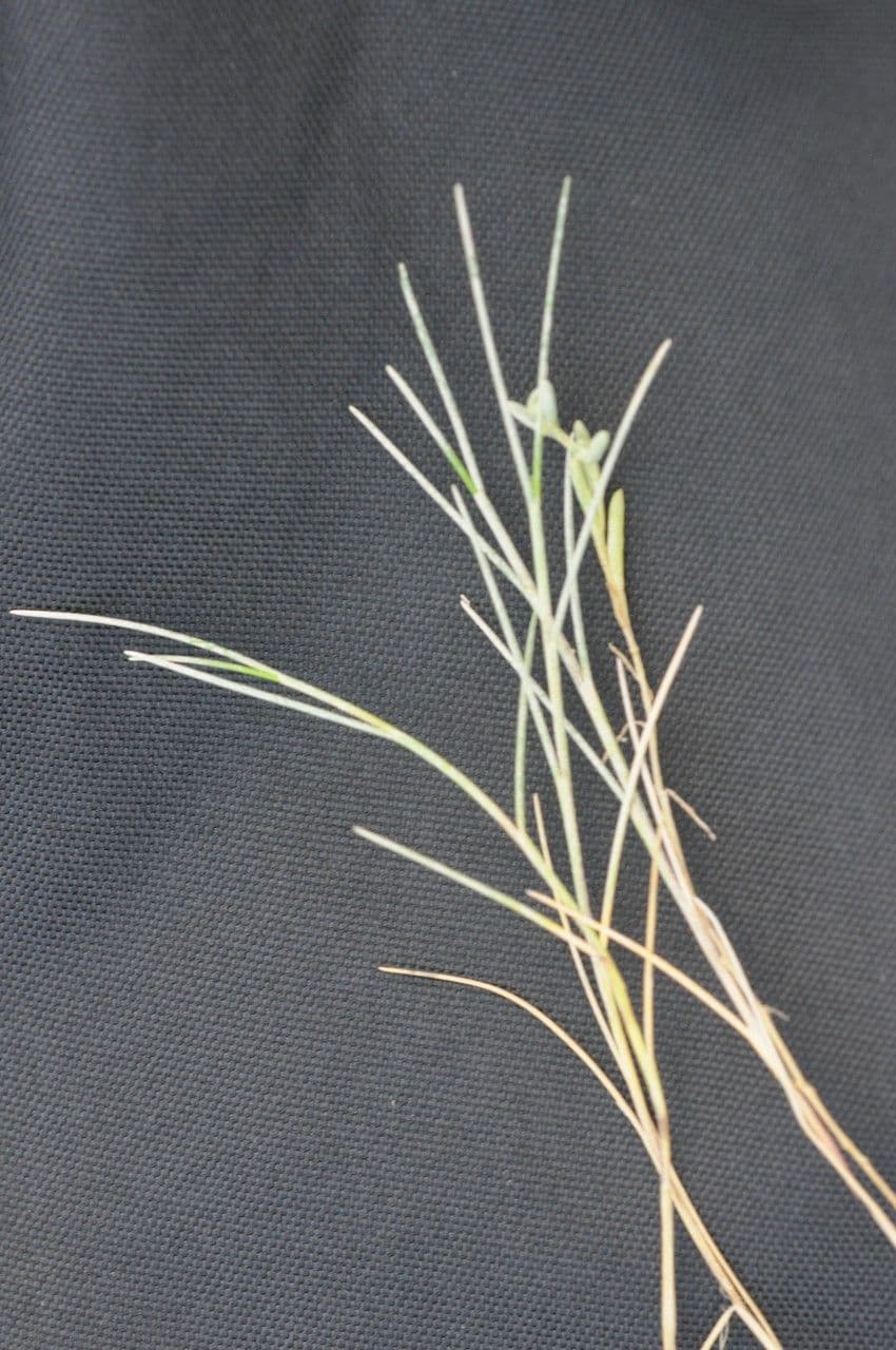 Littorella 21