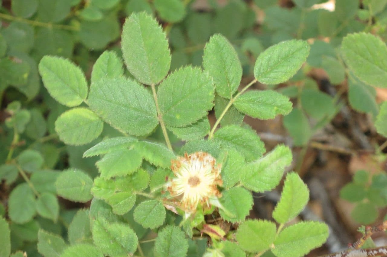 Rosa californiana 11