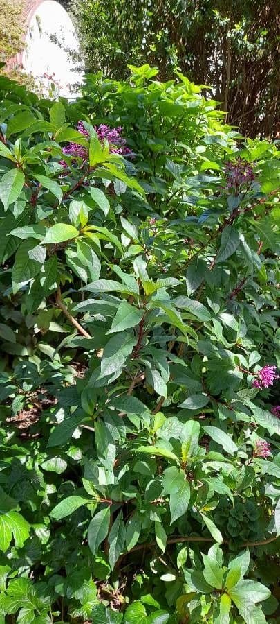 Fuchsia 7