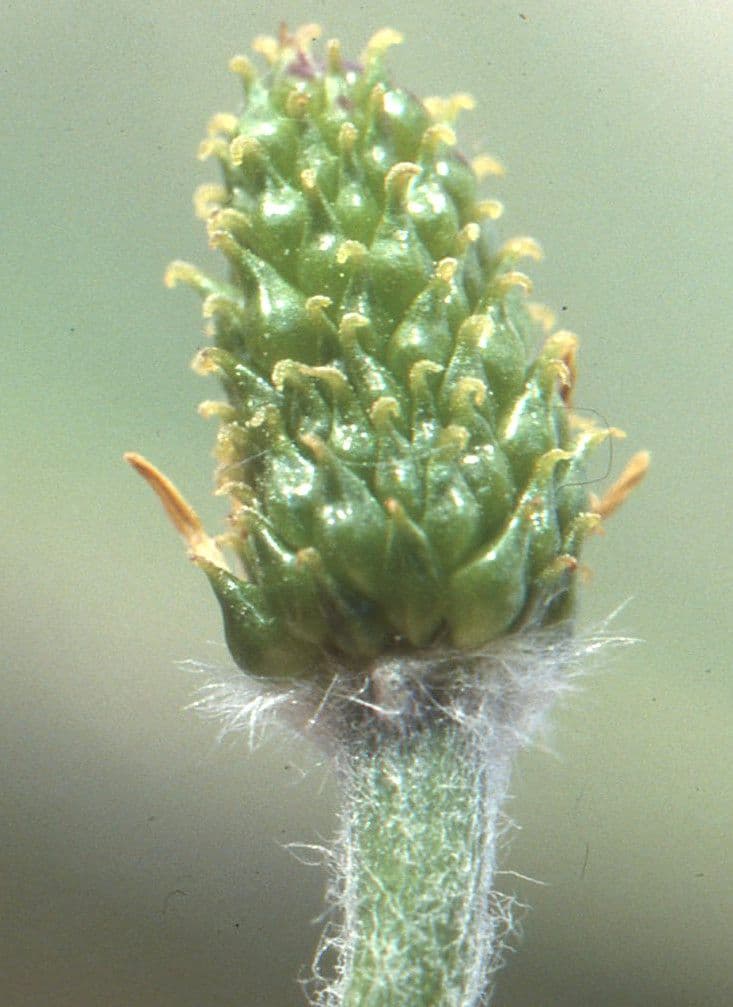 Jaskier Küpfera