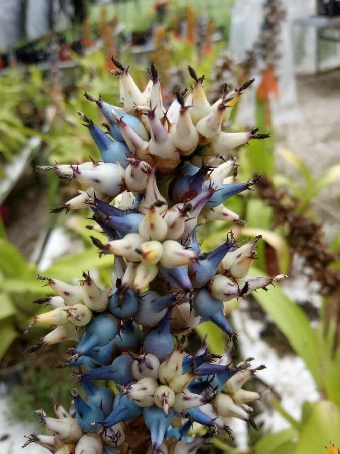 Aechmea mertensii