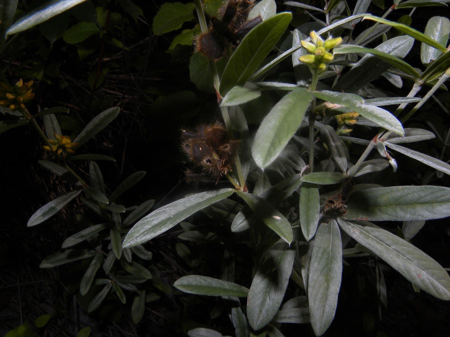 Eriosema 5