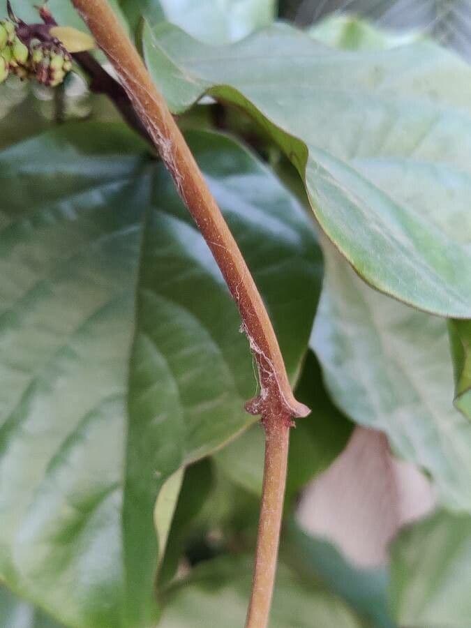 Clerodendro splendente 13