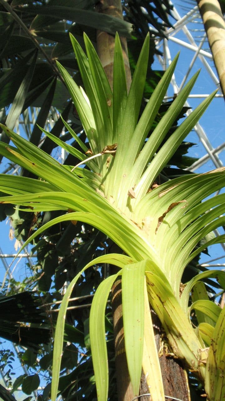 Dipodium 2