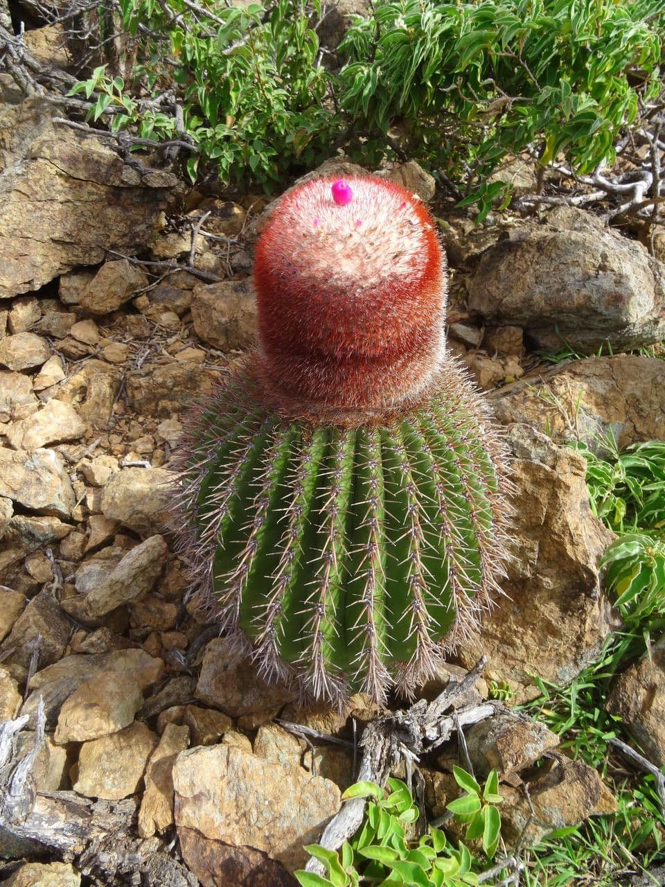 Melocactus 13