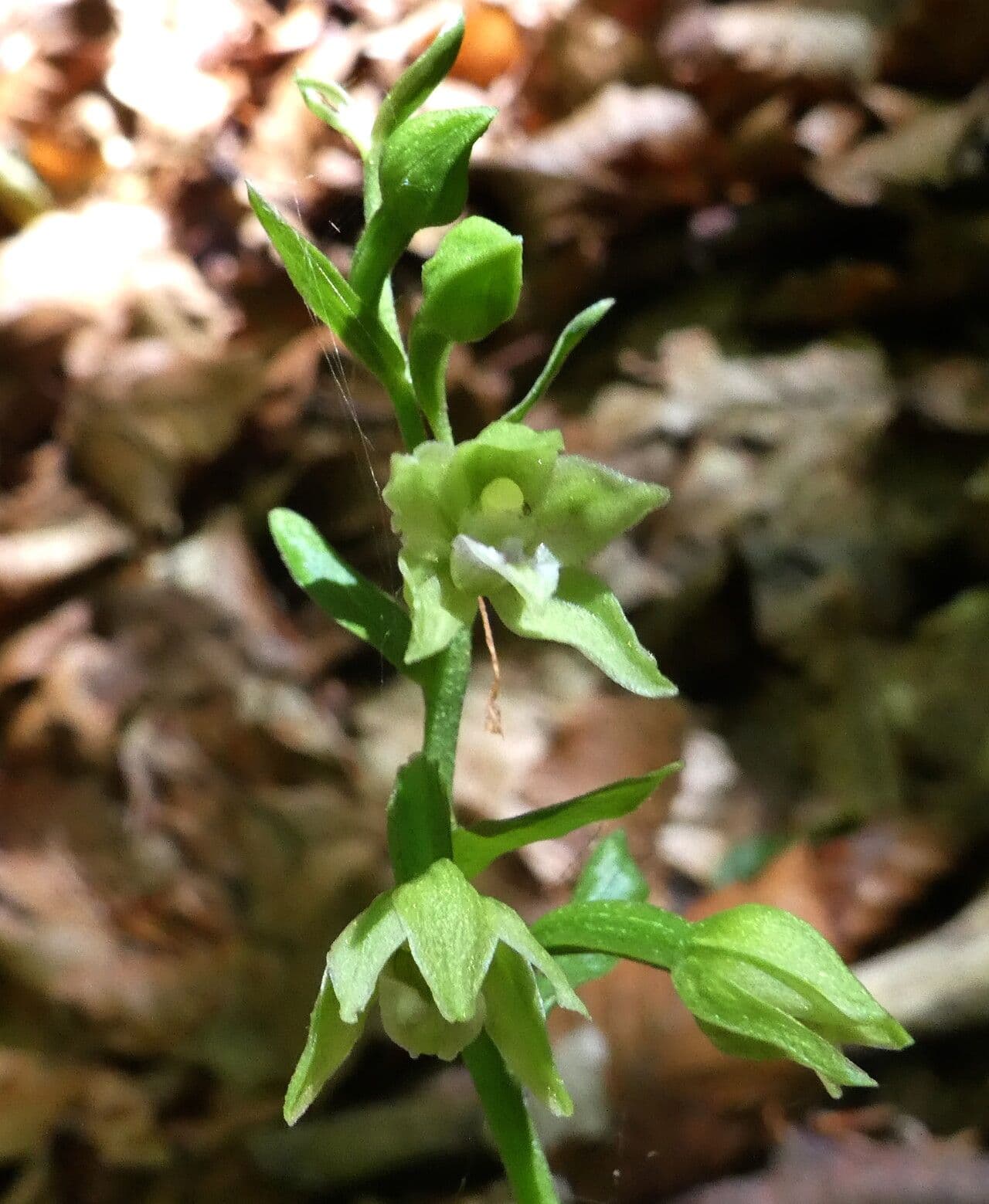 Epipactis 4