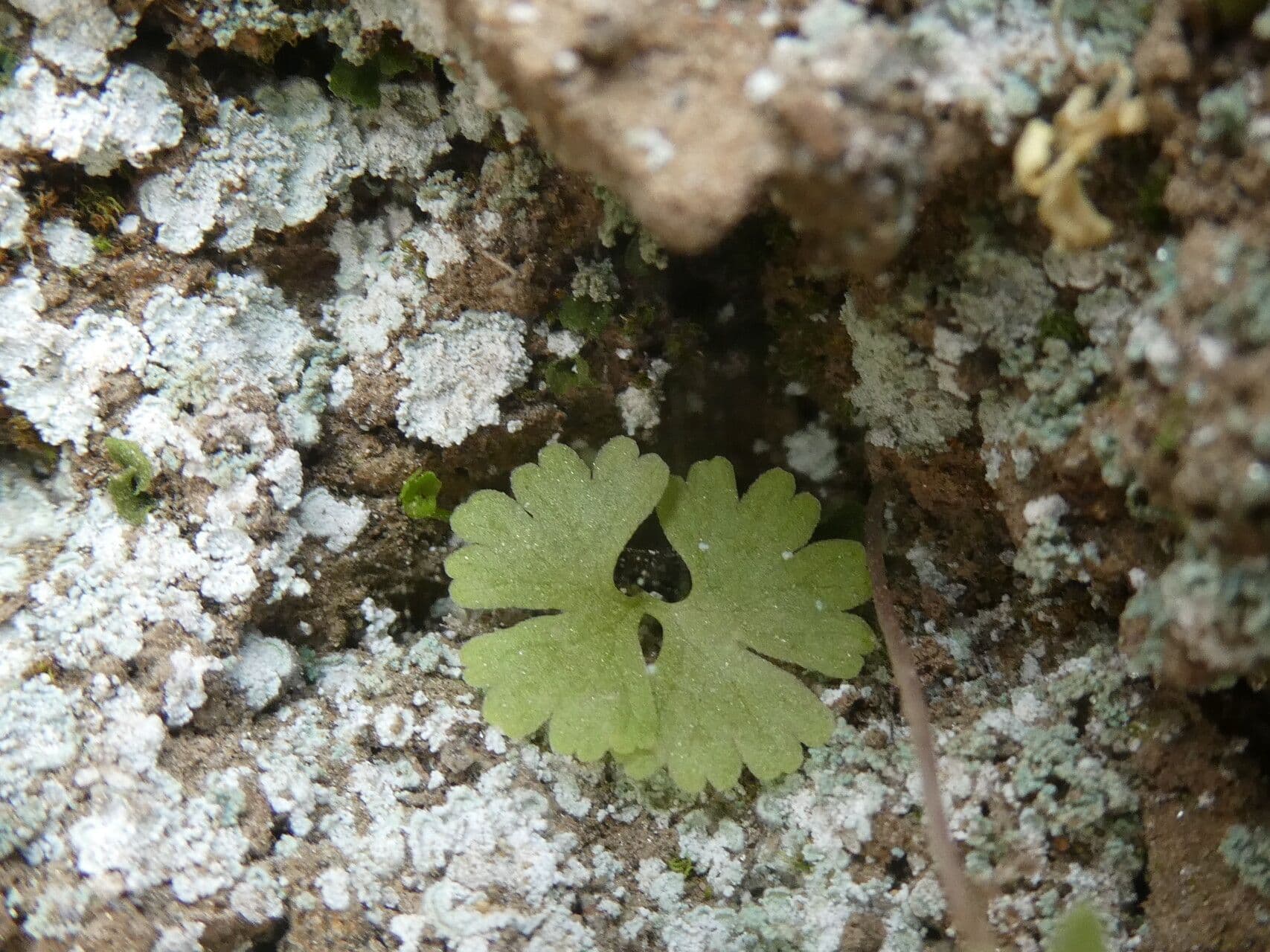 Anogramma leptophylla 14