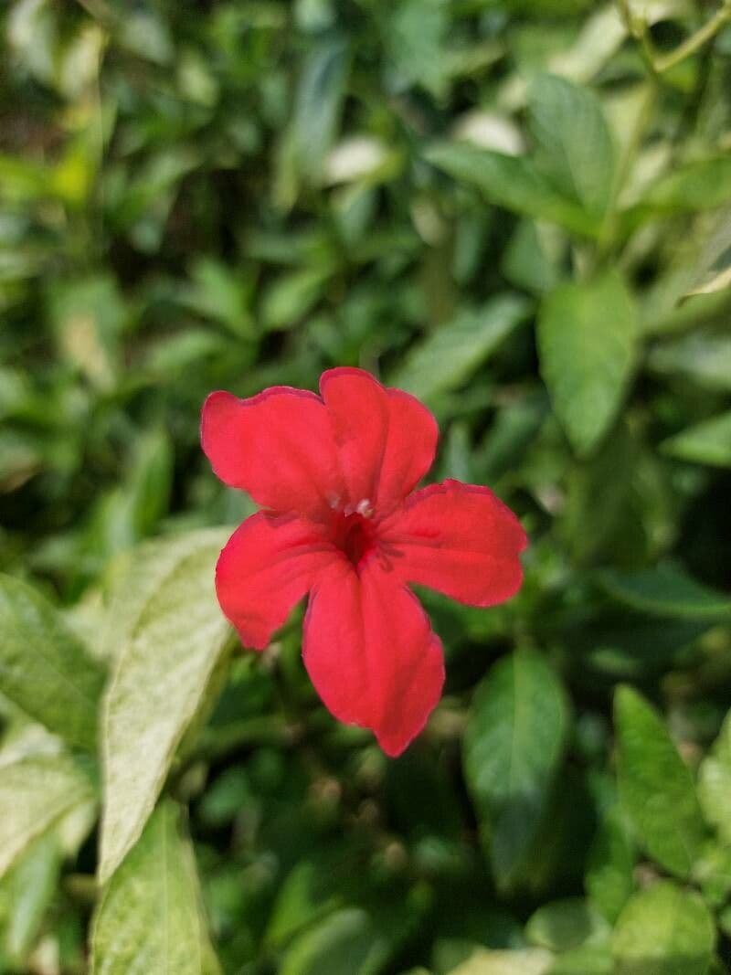 Ruellia elegante 3