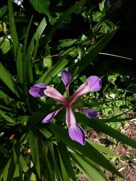 Iris fétide 10