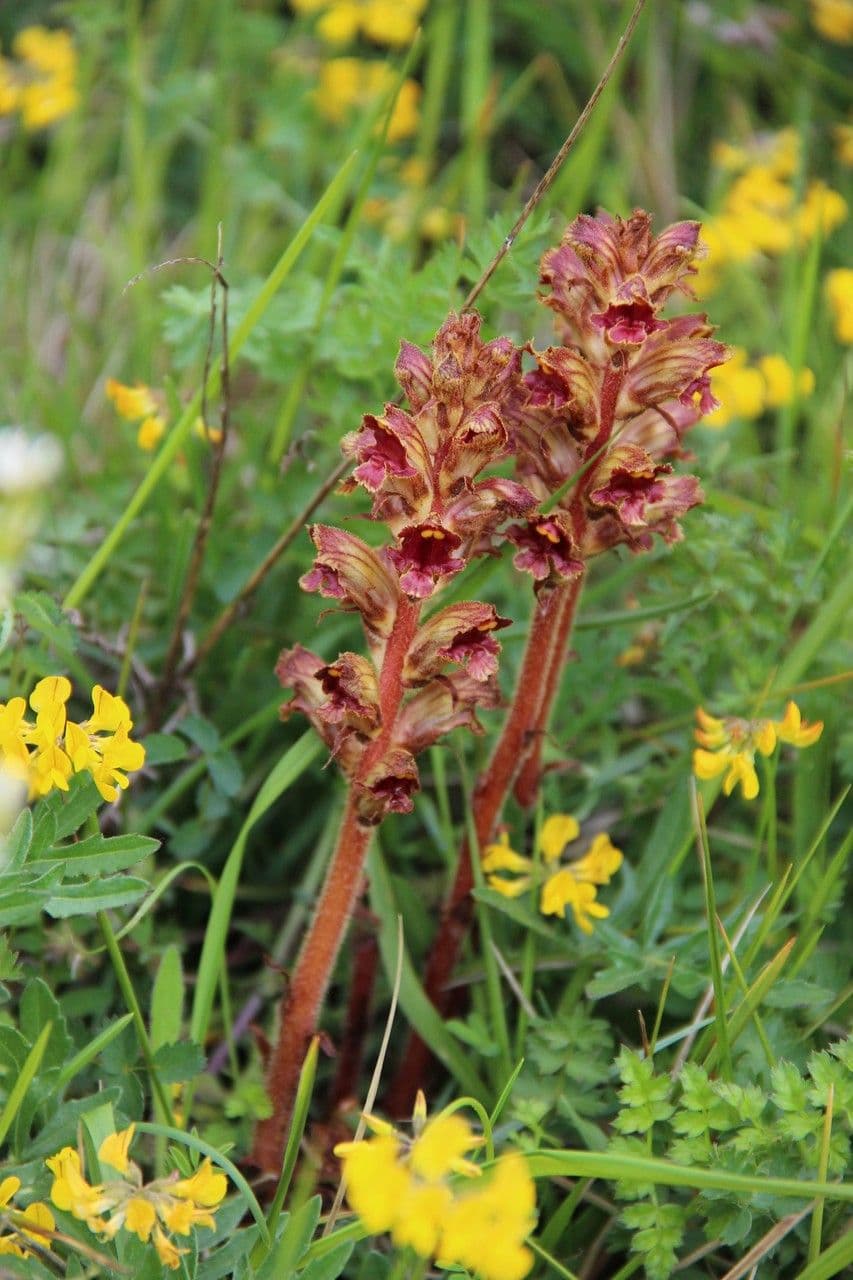 Succiamele gracile 13