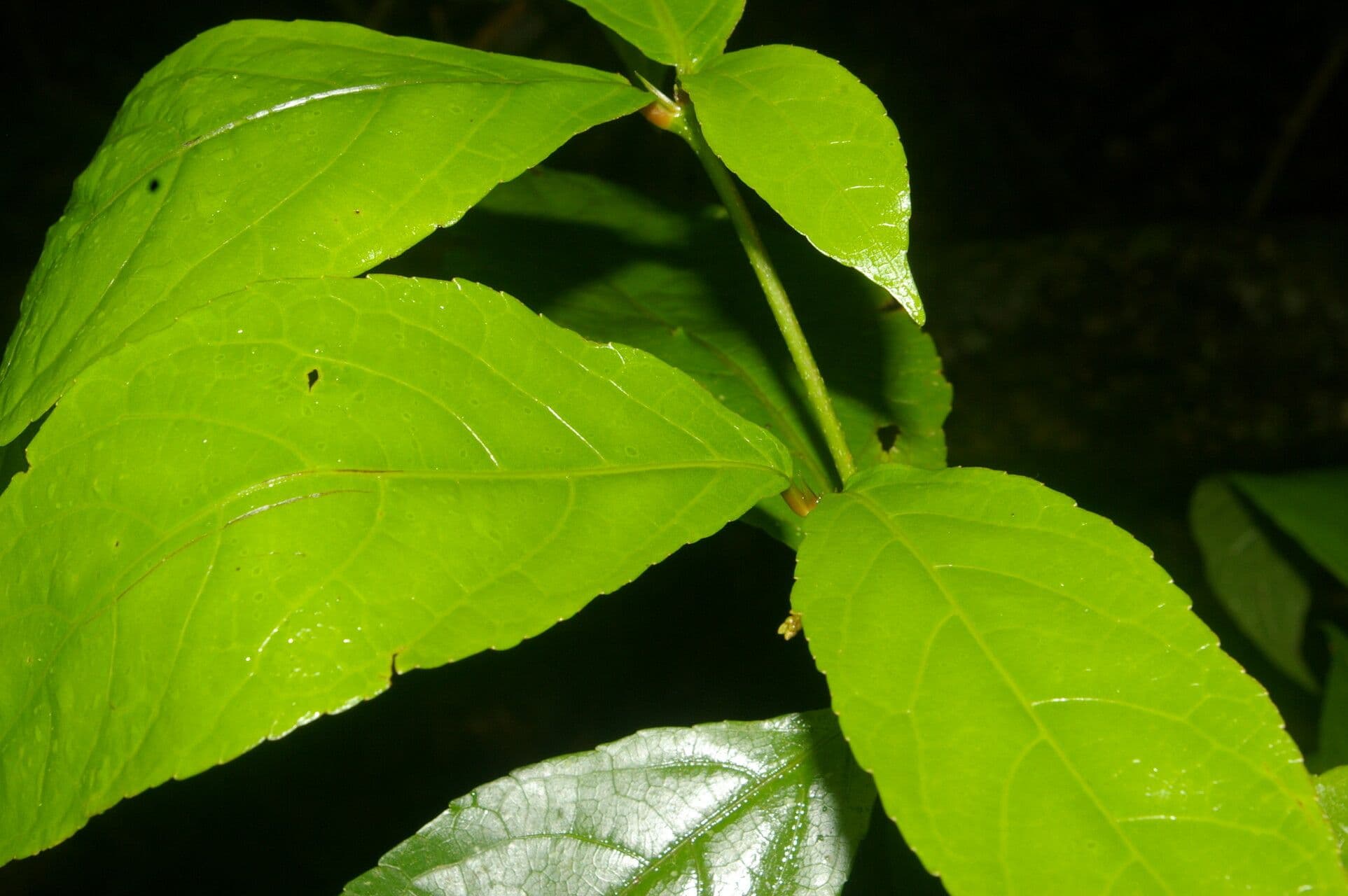 Rinorea 12