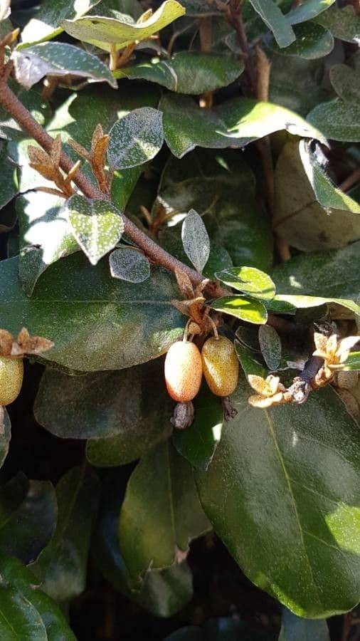 Elaeagnus 5