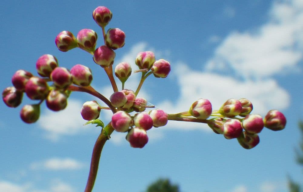 Filipendula comune 30