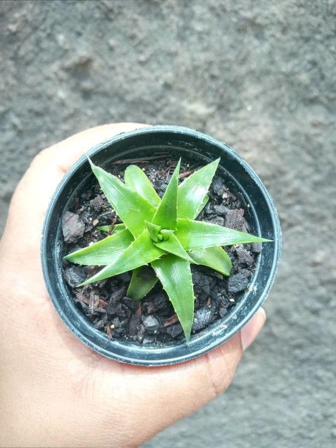 Dyckia 11