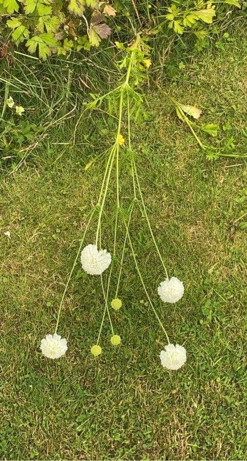 Ockergelber Witwenblumen 24