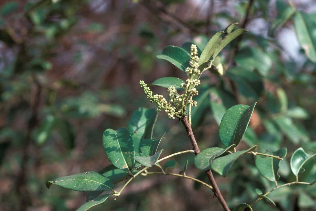Zanthoxylum zanthoxyloides 3