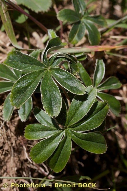 Przytulia blada 8
