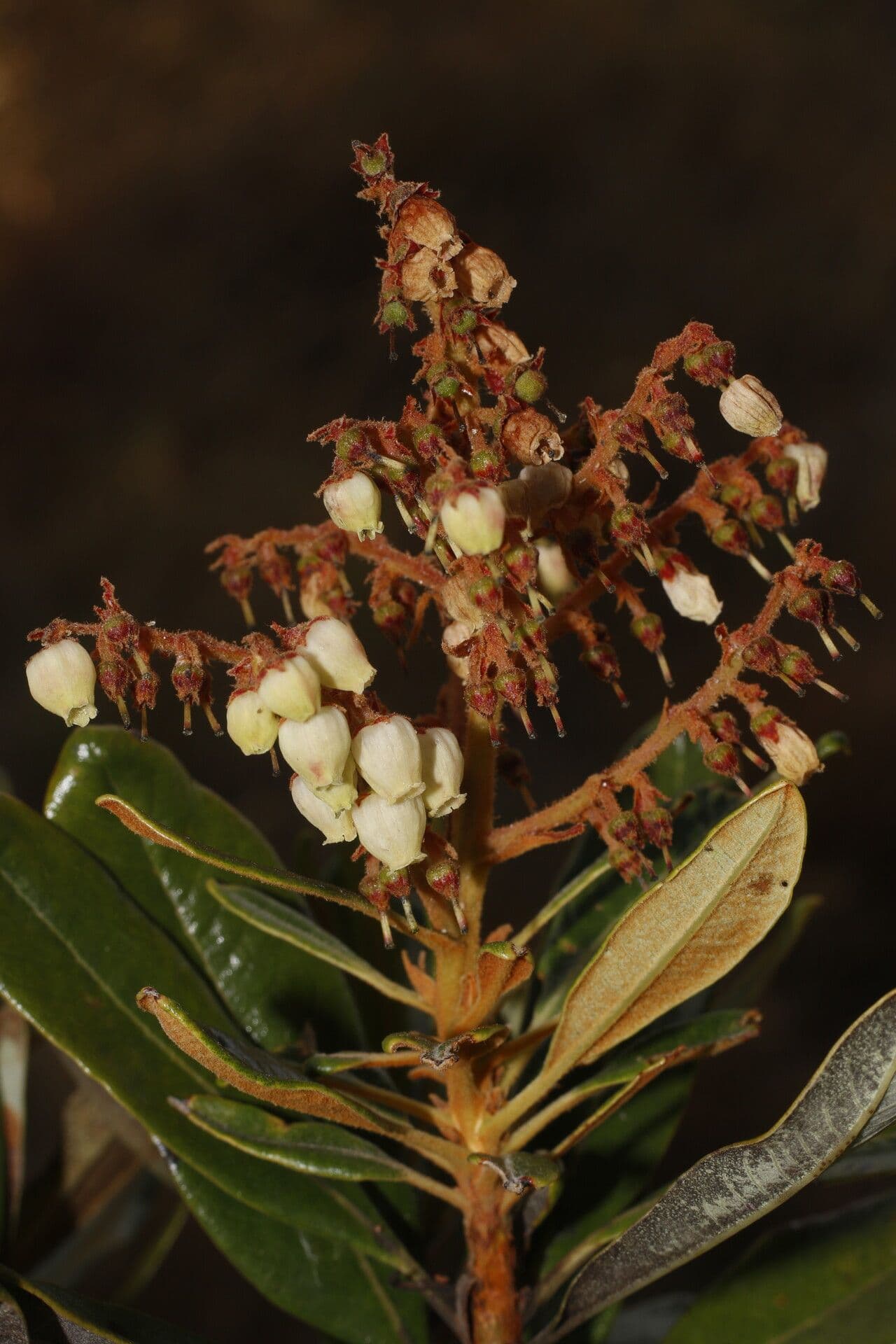 Manzanita 10