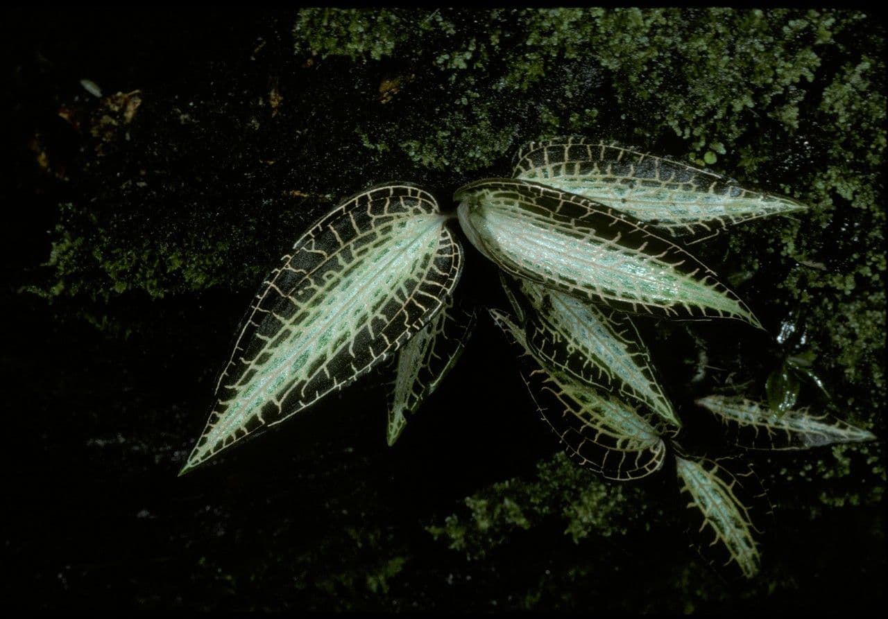 Anoectochilus 2