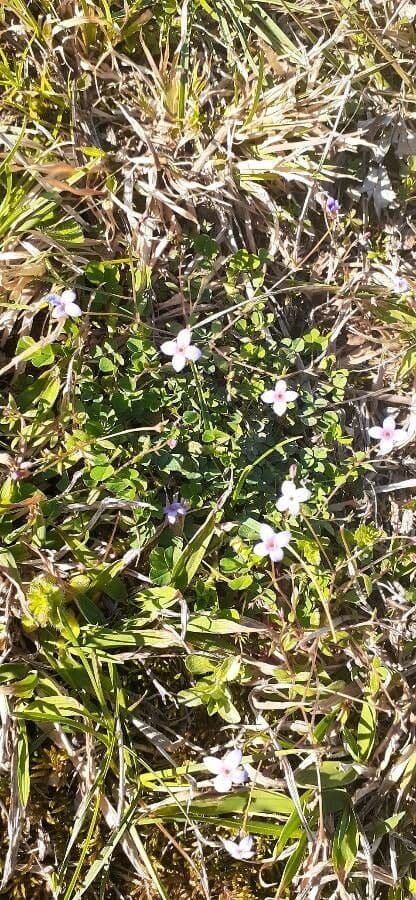 Houstonia minuta 16