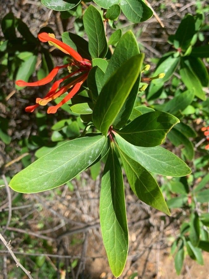 Embothrium 17