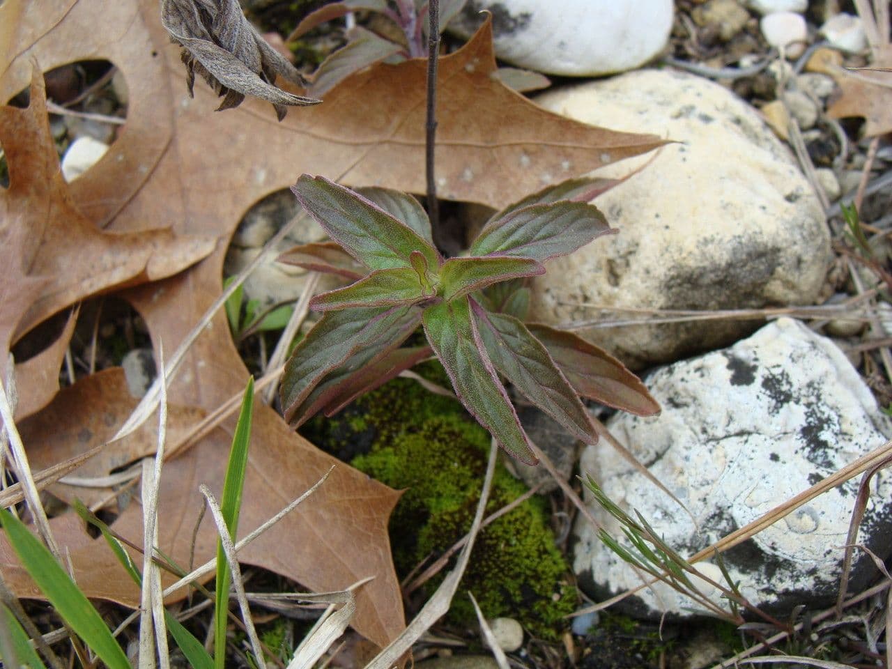 Gefleckte Monarde 6