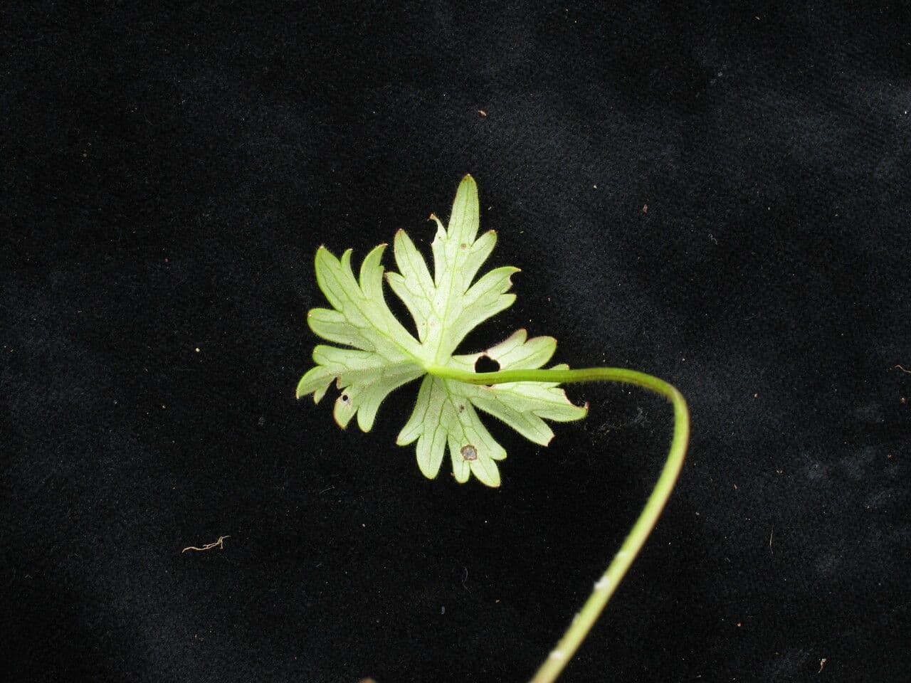 Aconito 7