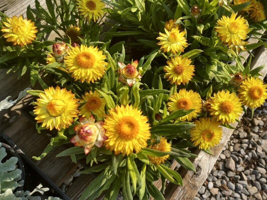 Xerochrysum 20