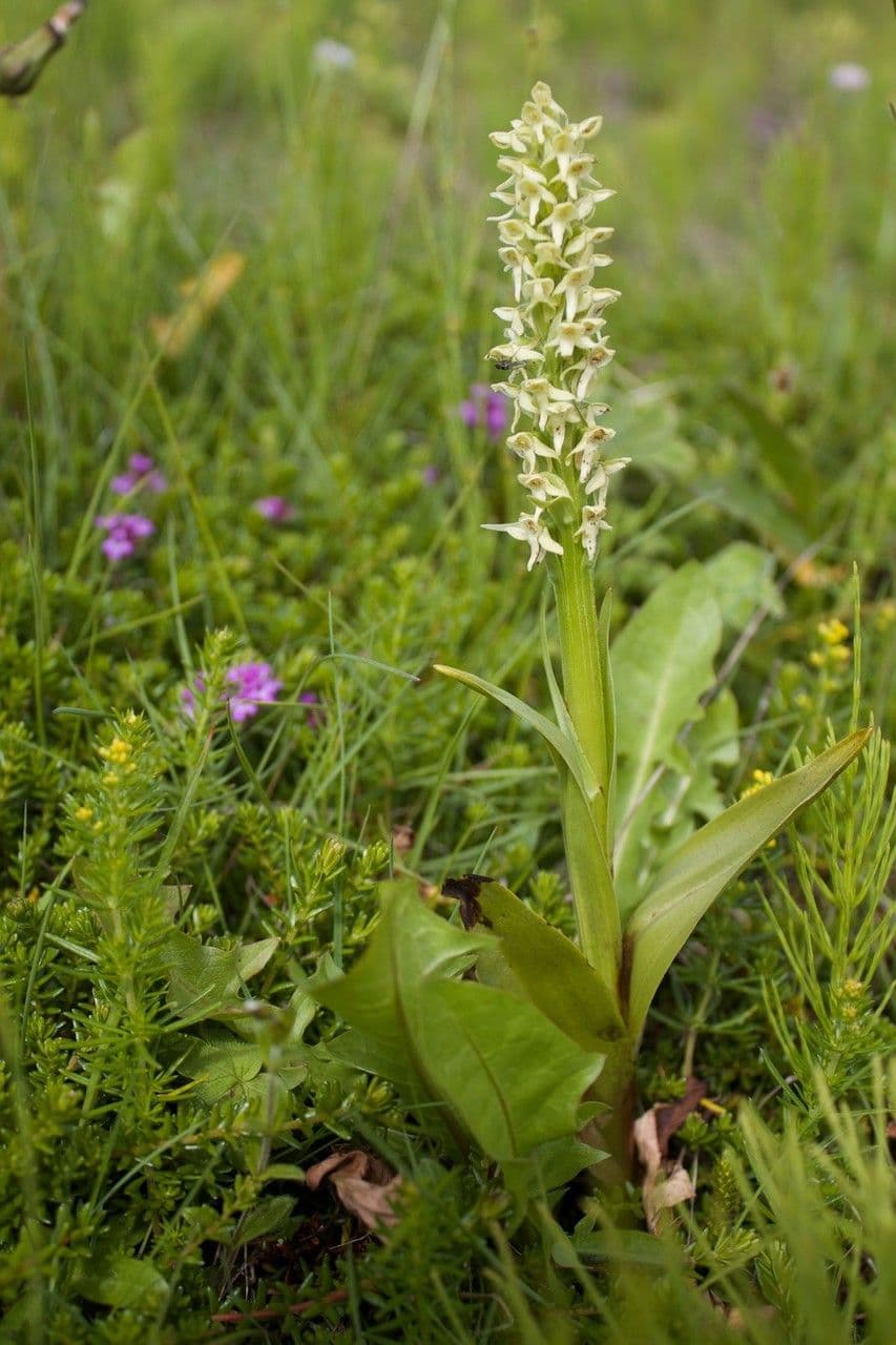 Platantera iperborea 10