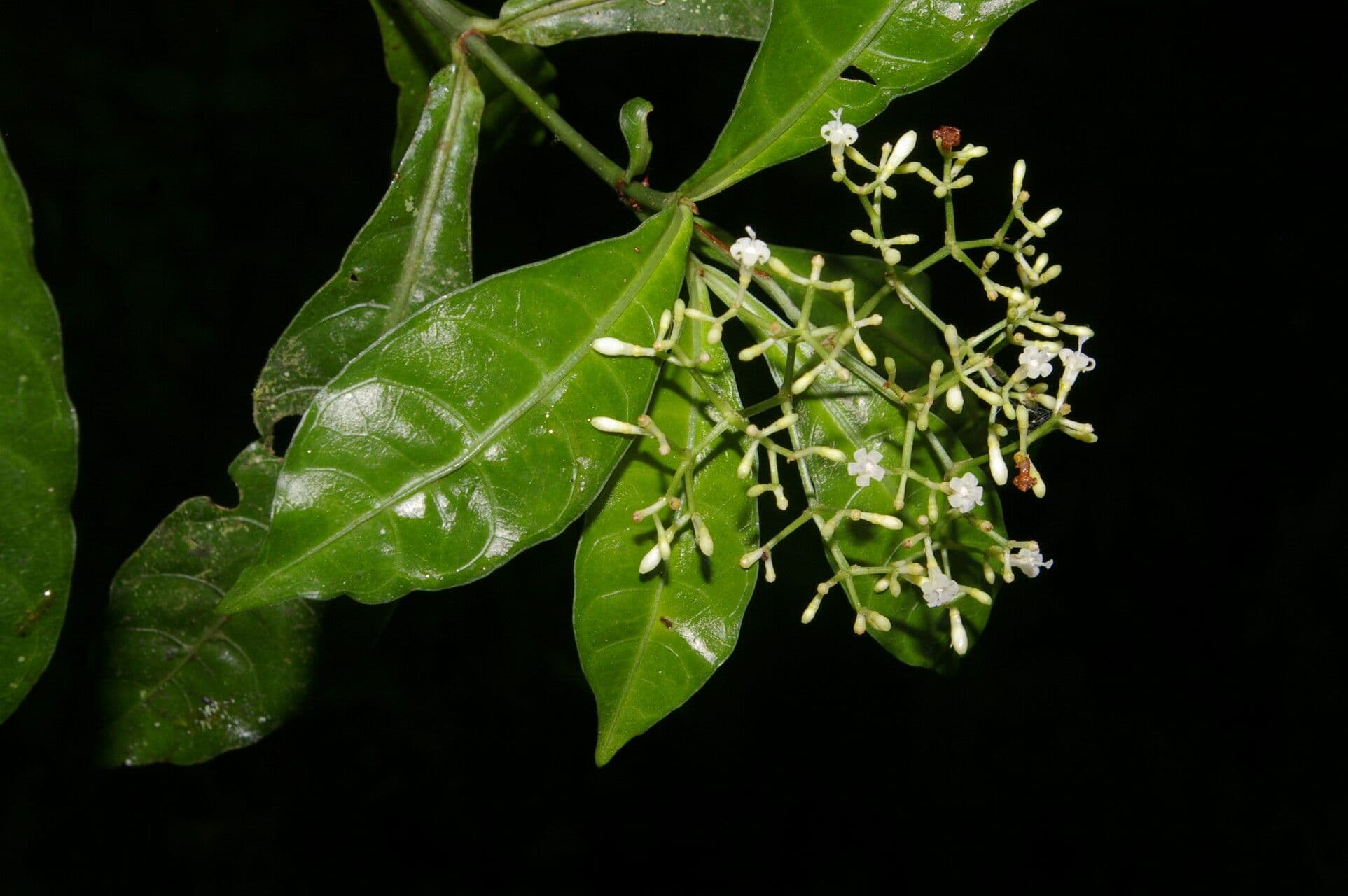 Psychotria 13