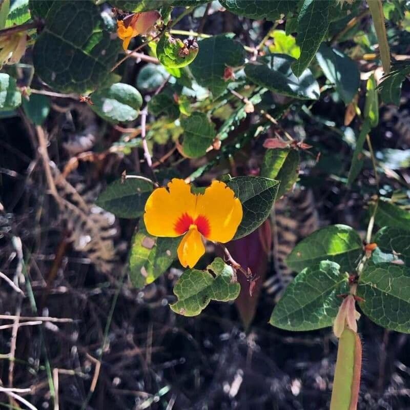 Platylobium formosum 3