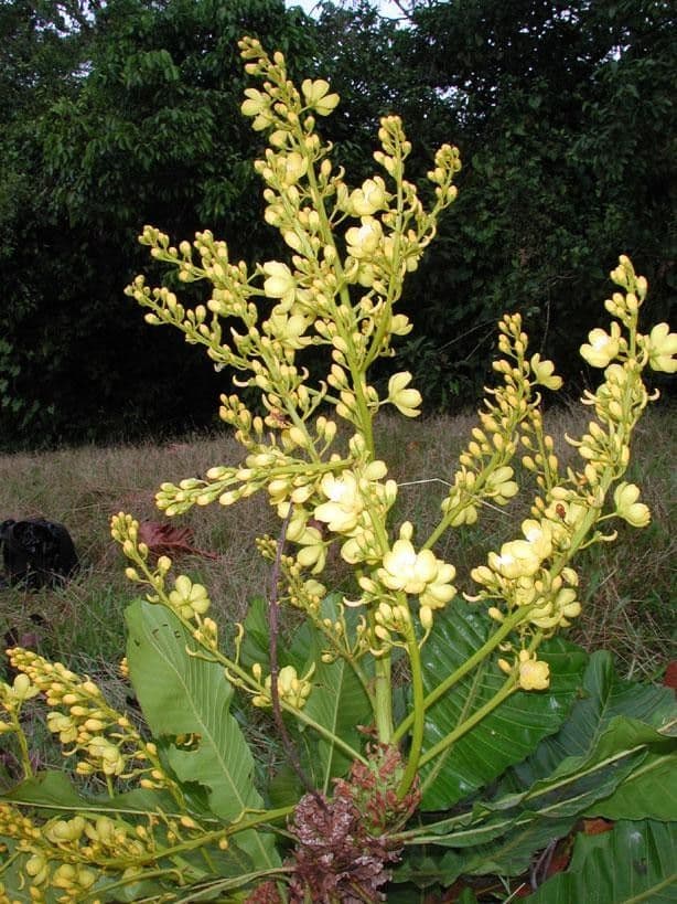 Cespedesia 13