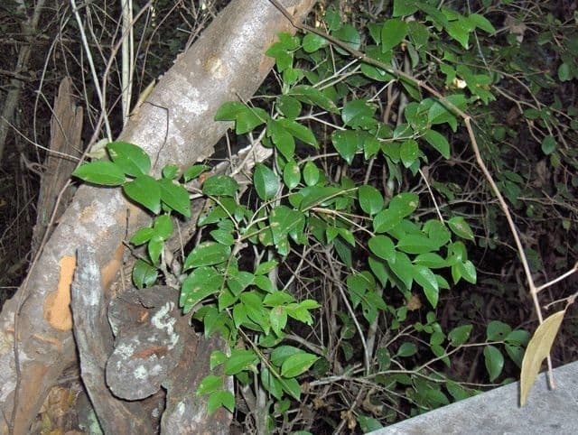 Eugenia axillaris