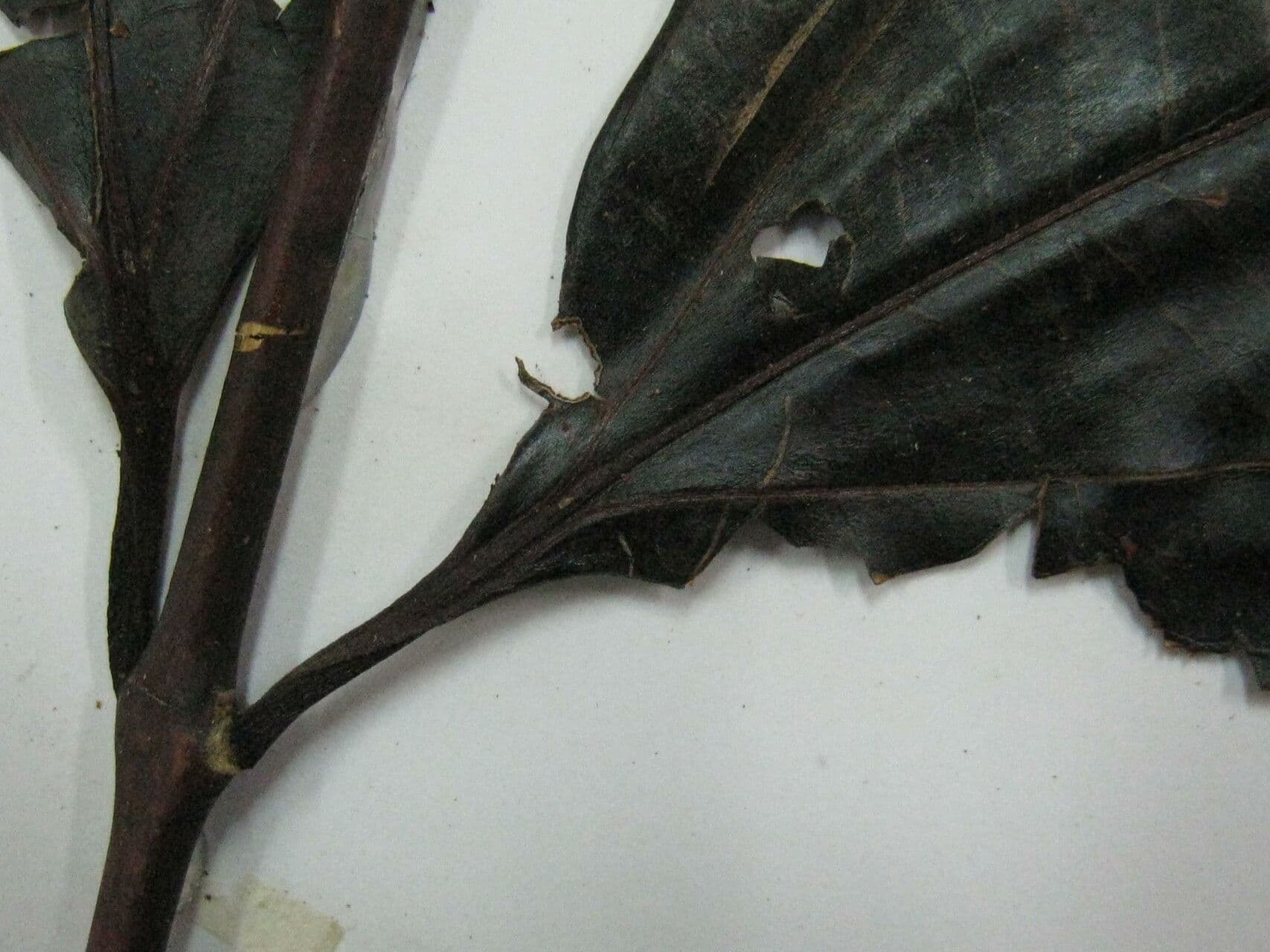 Miconia 3