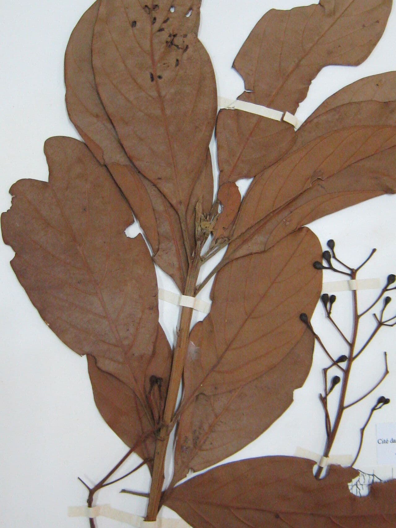 Nectandra 7