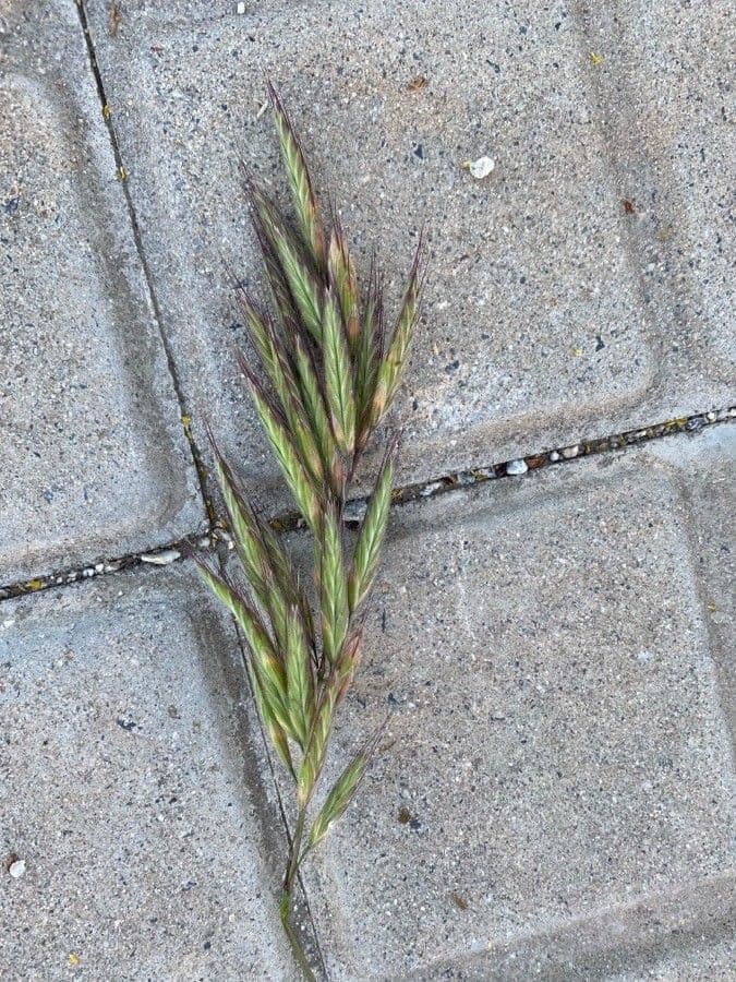 Brome lancéolé 5